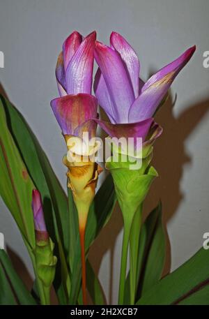 Siam-Tulpe (Curcuma alismatifolia) blüht aus nächster Nähe Stockfoto