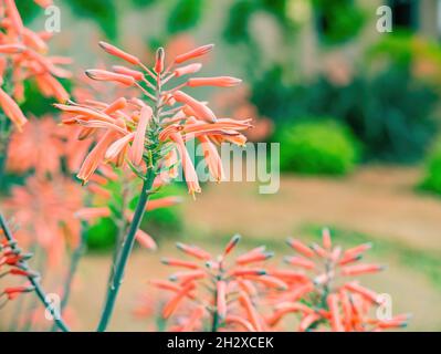 Nahaufnahme der Aloe maculata Blüte in Las Vegas, Nevada Stockfoto