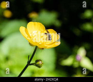 Makroaufnahmen von Blumen mit verschiedenen Insekten Stockfoto