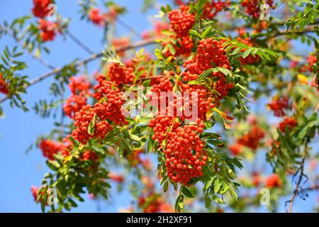 Vogelbeere, Eberesche, Vogelbeerbaum (Sorbus aucuparia) Stockfoto