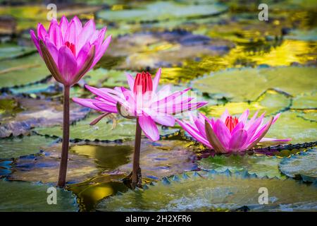 Drei schöne rosa lila Blüten von Seerose oder Lotusblume Nymphaea in alten verdurous Teich. Große Blätter von Wasser bedecken die Wasseroberfläche. Wasser pl Stockfoto