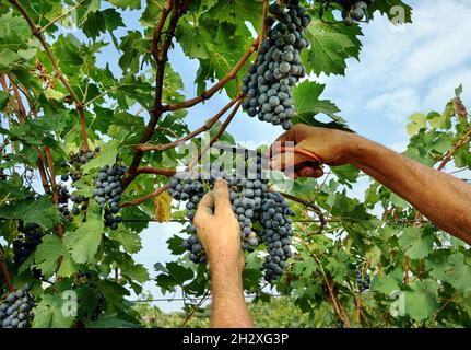 Hände eines schwarzen Bauern oder Arbeiters, der eine Ernte schwarzer Trauben von der Weinrebe auf einem Weingut erntet und die Trauben während der Weinherstellung mit Schnittern schneidet Stockfoto