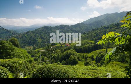 Teefelder. Traditionelle Rize Teeplantagen. Transportgerät für rohen Tee in einer Teeplantage. Cayeli, Rize City, Türkei Stockfoto
