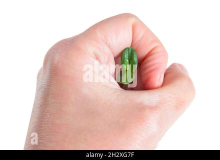 Frau Hand hält Mikro Grüns sprießen aus Erbse isoliert auf weiß. Microgreens Vegane und gesunde Ernährung, biologisch angebaute, vegetarische Ernährung Konzept. Ger Stockfoto