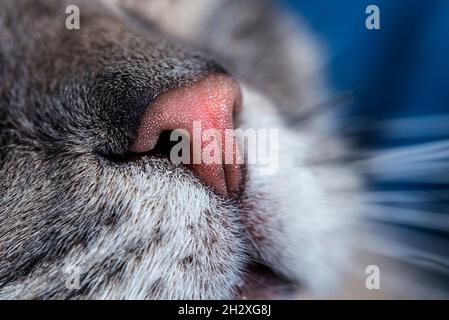 Katzennase extreme Makro-Nahaufnahme. Fokussieren Sie Details auf die Nase und die Schnurrhaare. Stockfoto