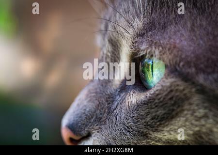 Nahaufnahme des grauen tabby Katzenprofils mit grünen Augen. Makrofotografie. Nahaufnahme des Kopfes von Katzentieren. Konzentrieren Sie sich auf schöne grüne Augen. Stockfoto
