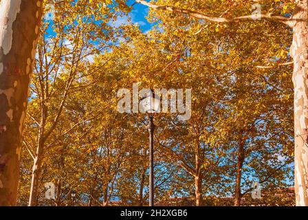 Der Herbst kommt im Park an und die Blätter werden von grün zu braun und gelb Stockfoto