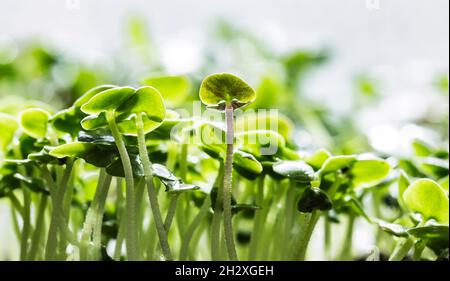 Nahaufnahme von Basilikum-Mikrogreens. Wachsende Basilikumsprossen aus der Nähe. Keimung der Samen zu Hause. Veganes und gesundes Esskonzept. Gekeimt Samen, mi Stockfoto