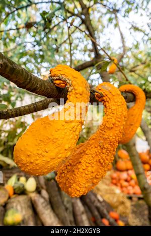 Eine vertikale Ansicht des Crookneck Squash, der auf dem Außenmarkt an der Außenstelle hängt Stockfoto