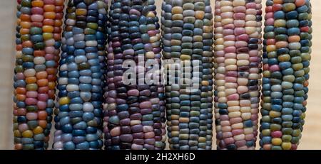 Makrofoto von Zea Mays Edelstein-Glas-Maiskolben mit regenbogenfarbenen Körnern, gewachsen auf einer Zuteilung in London, Großbritannien. Stockfoto