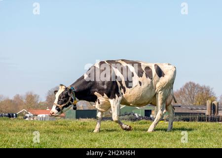 Kuh, die auf einem grünen Feld unter einem blauen Himmel läuft Stockfoto