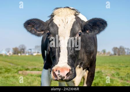 Kuh-Gesicht, schwarz und weiß, albern aussehender Kopf, rosa Nase, vor einem blauen Himmel Stockfoto