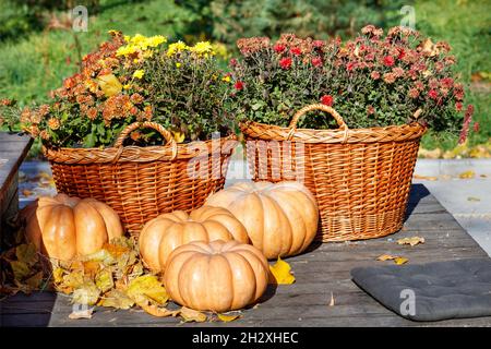 Herbst warmes Stillleben mit runden Kürbissen in der Nähe von Körben von Chrysanthemen in Unschärfe in warmem Sonnenlicht. Stockfoto