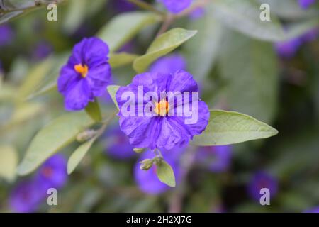 Eine Nahaufnahme der in der Natur wachsenden Solanum laciniatum-Blüten Stockfoto