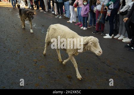 Madrid, Spanien, 24/10/2021, Schafe, die während des XXVIII. Festes der Transhumanz durch die Straßen Madrids gehen.Am Sonntag, dem 28. Fest der Transhumanz, Passieren Tausend Merino-Schafe und hundert Retinta-Ziegen der transhumanten Herde das Zentrum von Madrid. Die transhumante Herde, geleitet vom Verein Transhumanz und Natur und dem Assoziationsrat der Mesta, kehrt daher nach einem Sommerurlaub auf den Weiden Nordspaniens in die Region zurück. Die Tiere verließen am 25. September Cervera de Pisuerga und Polentinos in den Kantabrischen Bergen Stockfoto