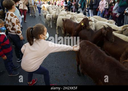 Madrid, Spanien, 24/10/2021, Eine Herde von Schafen und Ziegen, die während des XXVIII. Festes der Transhumanz durch die Straßen Madrids ziehen.Am Sonntag, dem 28. Fest der Transhumanz, Passieren Tausend Merino-Schafe und hundert Retinta-Ziegen der transhumanten Herde das Zentrum von Madrid. Die transhumante Herde, geleitet vom Verein Transhumanz und Natur und dem Assoziationsrat der Mesta, kehrt daher nach einem Sommerurlaub auf den Weiden Nordspaniens in die Region zurück. Die Tiere verließen am 25. September Cervera de Pisuerga und Polentinos in der Stockfoto