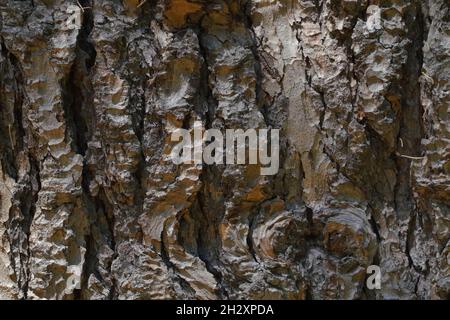 Baumrinde Textur Hintergrund. Hochwertige Fotos Stockfoto