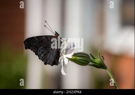 Neu aufgetauchte Pfauenschmetterling, der auf einer weißen Blume ruht Stockfoto