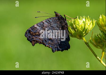 Neu aufgetauchte Pfauenschmetterling, der auf einer weißen Blume ruht Stockfoto