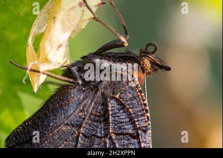 Neu aufgetauchte Pfauenschmetterling, der auf seinem leeren Kokon ruht Stockfoto