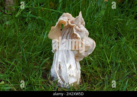 Helvella crispa (weißer Sattel) ist ein Ascomycete-Pilz, der sowohl im Grasland als auch in feuchten Laubwäldern wächst. Stockfoto