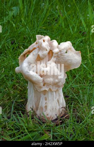 Helvella crispa (weißer Sattel) ist ein Ascomycete-Pilz, der sowohl im Grasland als auch in feuchten Laubwäldern wächst. Stockfoto