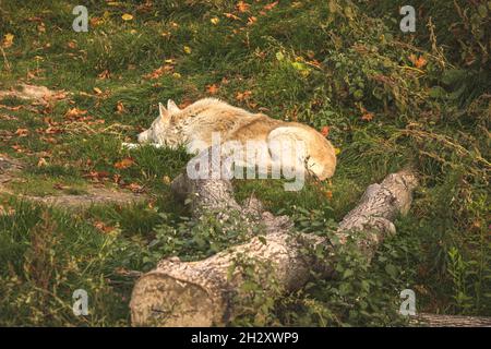 Weißer Wolf in der Natur auf grüner Wiese im Herbst. Arktischer Wolf im natürlichen Lebensraum Foto Stockfoto