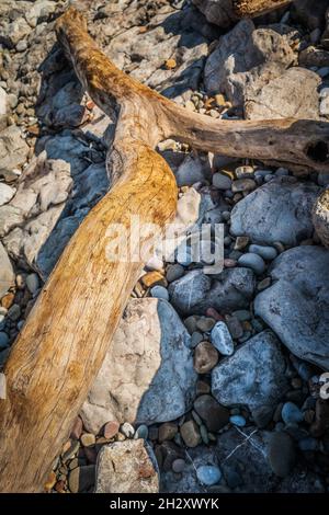 Gebleichtes Treibgut an einem walisischen Strand Stockfoto