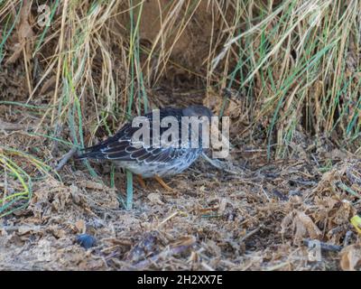 Calidris maritima, ein Purple Sandpiper, ruht sich aus und füttert an der Gezeitenlinie bei RSPB Titchwell Marsh, Norfolk, Großbritannien. Stockfoto