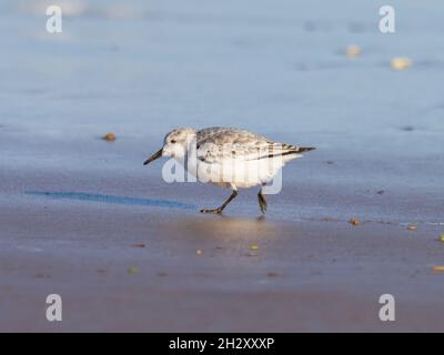 Calidris alba, Sanderling, Fütterung am Strand bei RSPB Titchwell Marsh, Norfolk, Großbritannien. Stockfoto