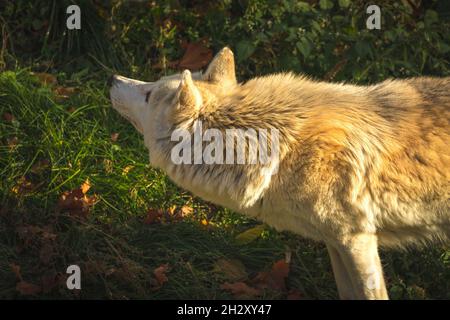 Weißer Wolf in Sonnenuntergang Lichter Hintergrund Profil Porträt Nahaufnahme Hals Ansicht Stockfoto