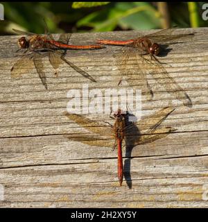 Sympetrum striolatum, die gemeine Darter-Dragonfly, ruht auf einem Zaun bei RSPB Titchwell Marsh, Norfolk, Großbritannien.