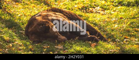 Bannerbrauner Bär in der Natur, der in den Abendlichtern auf dem Boden liegt. Wildtiere Säugetiere im Wald Stockfoto