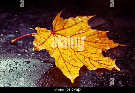 Herbstlich gelbes Blatt liegt auf der dunkel polierten Marmoroberfläche mit Wassertropfen Stockfoto