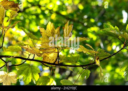 Platane hinterlässt 'Acer pseudoplatanus' auf einem von Sonnenlicht hinterleuchteten Ast. Laub wechselt im Herbst die grüne gelbe Farbe. Bokeh-Hintergrund. Irland Stockfoto