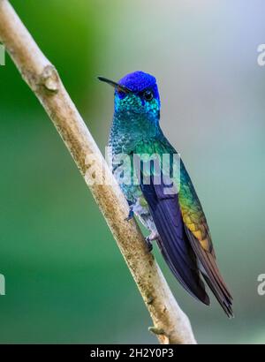 Ein männlicher Goldener Schwanzsapphire (Chrysuronia oenone) Kolibri mit buntem Gefieder. Cuzco, Peru, Südamerika. Stockfoto