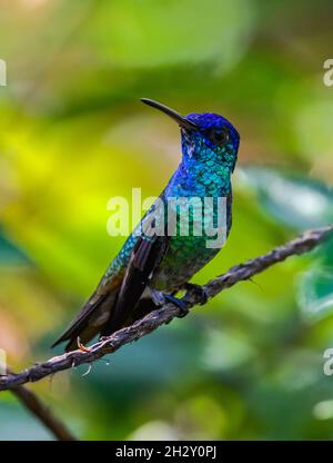 Ein männlicher Goldener Schwanzsapphire (Chrysuronia oenone) Kolibri mit buntem Gefieder. Cuzco, Peru, Südamerika. Stockfoto