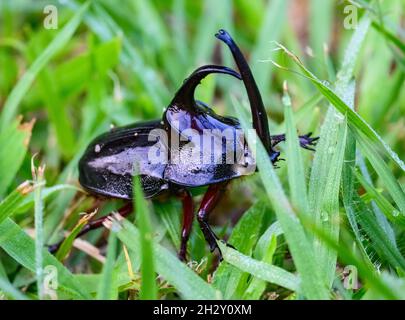 Ein männlicher Nashornkäfer (Einlaufpfanne) im Gras. Cuzco, Peru, Südamerika. Stockfoto