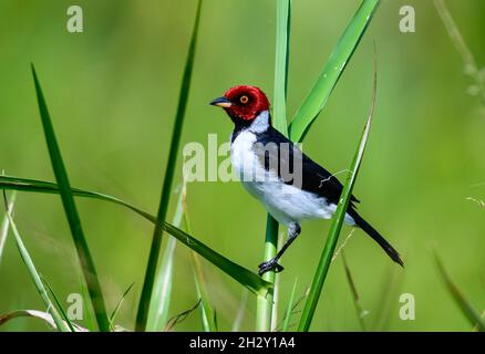 Ein rotbedeckter Kardinal (Paroaria gularis), der auf einem Gras thront. Peruanischen Amazonas, Madre de Dios, Peru. Stockfoto