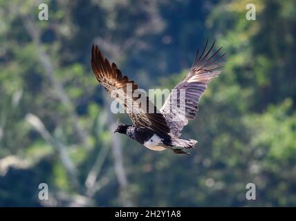 Ein gehörnter Screamer (Anhima cornuta), der überfliegt. Peruanischen Amazonas, Madre de Dios, Peru. Stockfoto