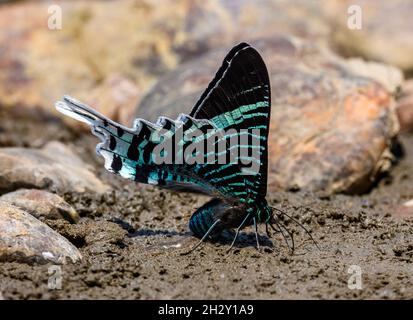 Eine schöne Motte Grünbanderige Urania (Urania leilus), die sich auf Lehm ernährt. Peruanischer Amazonas, Nationalpark Manu, Madre de Dios, Peru. Stockfoto