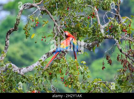 Ein Paar scharlachrote Aras (Ara macao), die sich auf einem Fruchtbaum aufmachen. Peruanischen Amazonas, Madre de Dios, Peru.