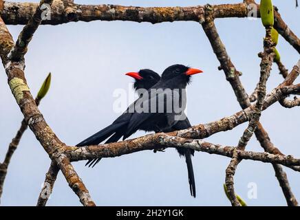 Ein Paar Schwarzstirnvögel (Monasa nigrifrons), die auf einem Baum thront. Peruanischen Amazonas, Madre de Dios, Peru. Stockfoto