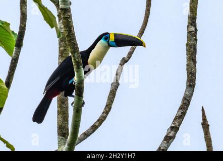 Ein weißkehliger Toucan (Ramphastos tucanus), der auf einem Baum thront. Peruanischen Amazonas, Madre de Dios, Peru. Stockfoto