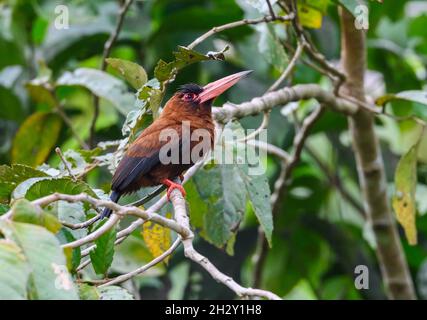 Ein Purus Jacamar (Galbalcyrhynchus purusianus), der auf einem Ast thront. Peruanischen Amazonas, Madre de Dios, Peru. Stockfoto