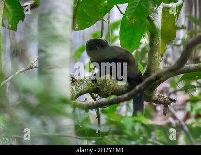 Ein äußerst seltener Goeldis Marmoset (Callimico goeldii), der auf einem Baum sitzt. In freier Wildbahn fotografiert. Nationalpark Manu, Madre de Dios, Peru. Stockfoto