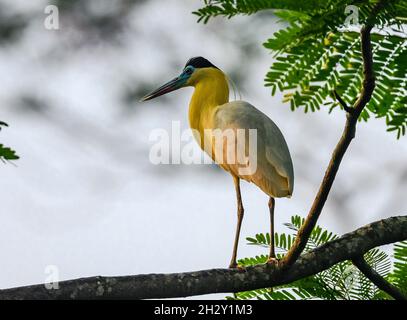 Ein auf einem Baum stehender, kappiger Reiher (Pilherodius pileatus). Peruanischen Amazonas, Madre de Dios, Peru. Stockfoto