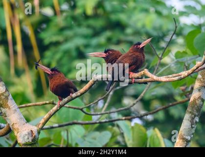 Drei Purus Jacamars (Galbalcyrhynchus purusianus), die auf einem Ast thronen. Peruanischen Amazonas, Madre de Dios, Peru. Stockfoto