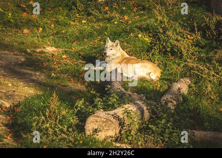 Weißer Wolf in der Natur in Sonnenuntergängen, beautoful alaskan Tundra Wolf im Wald auf dem Boden liegen Stockfoto