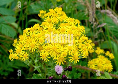 Gewöhnliches Ragwort (senecio jacobaea), Nahaufnahme einer großen Blüte von leuchtend gelben Blüten, die durch das Unterholz aufwachsen. Stockfoto